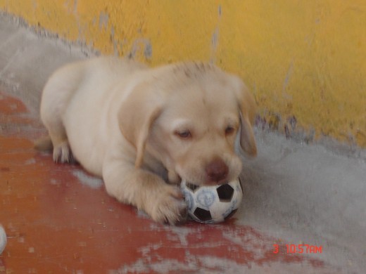 max d cazhorro jugando cn zu primera pelota!